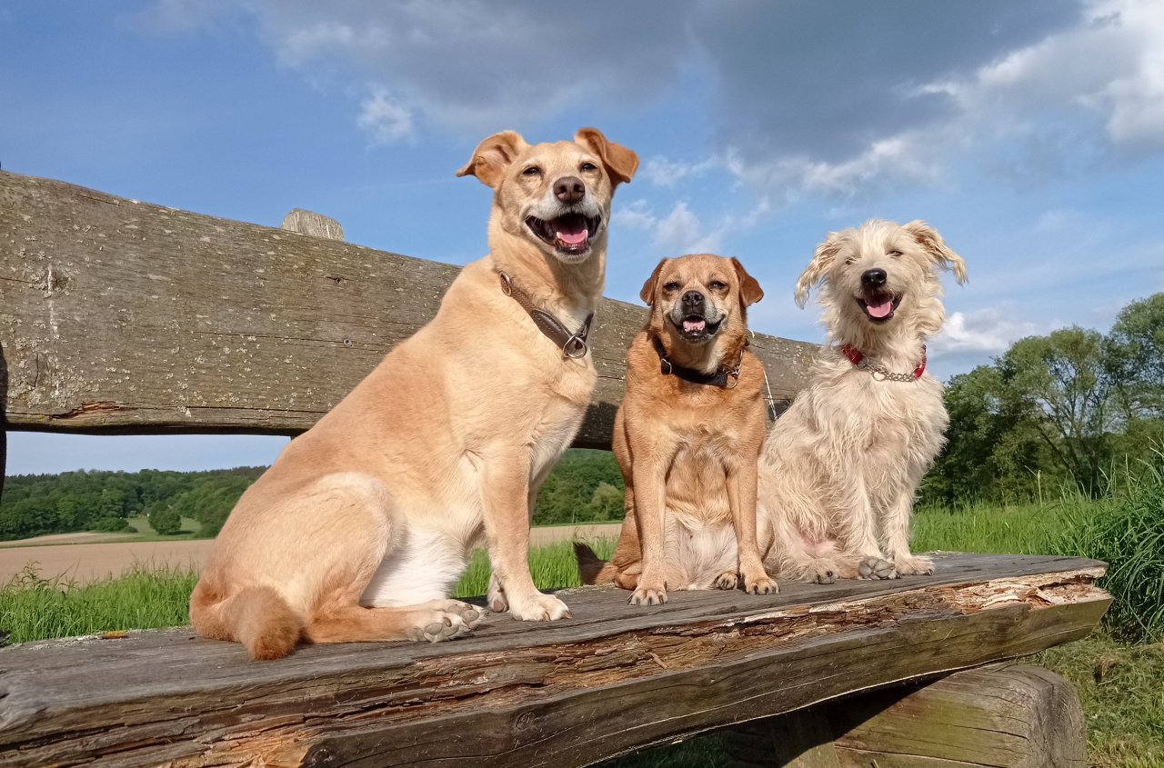 Hundebetreuung und Tier- und Haussitting - Pflegestellen - Coppenbrügge