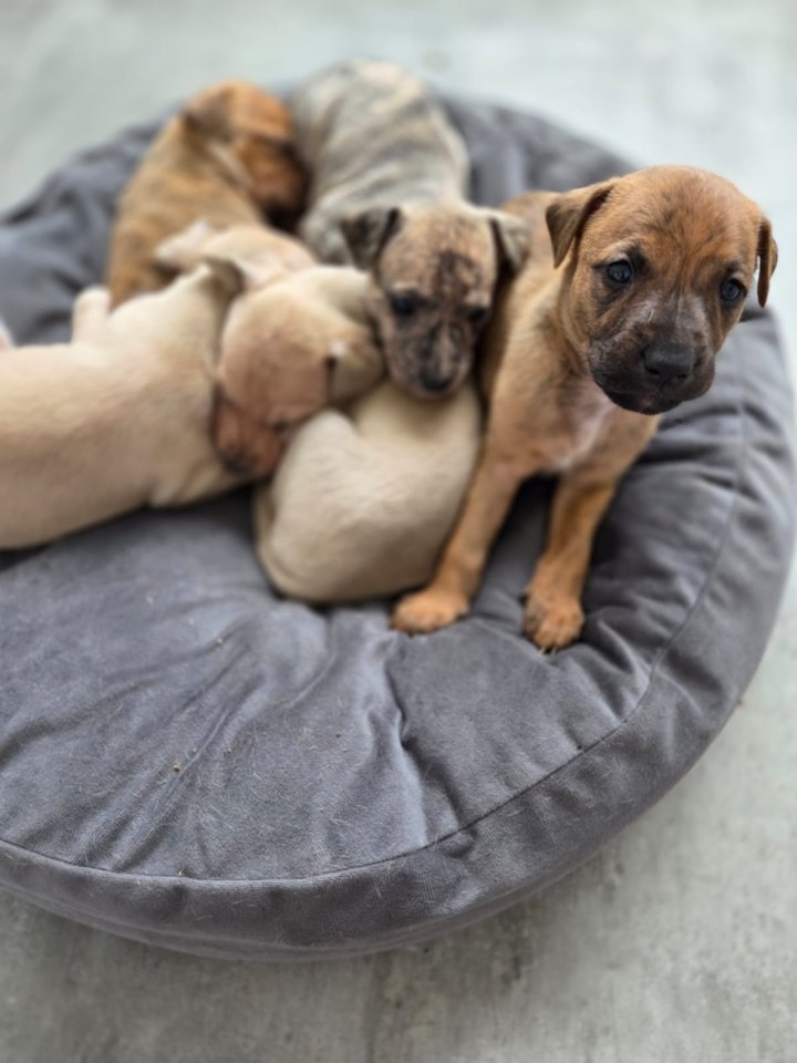 ? Galgo–Golden-Retriever Mischlingswelpen suchen liebevolles Zuhause ? - Hunde - Langgöns