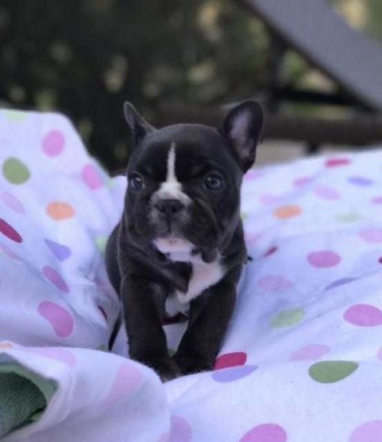 Französische Bulldoggen Welpen - Haustiere - Koeln,