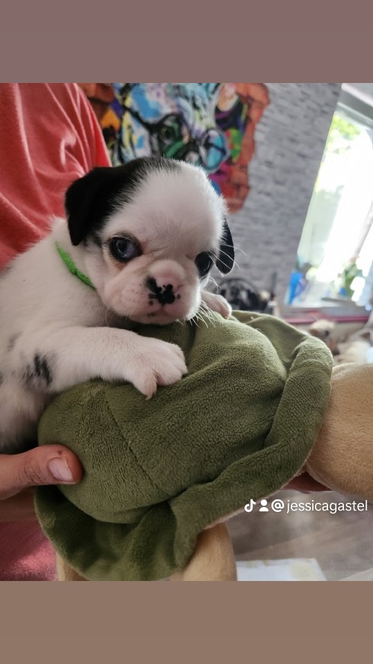 Mopswelpen in schönen farben - Hunde - Schkeuditz