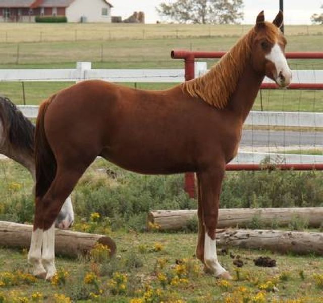 Dunkelbraune Quarter Horse Für - Pferde - Berlin
