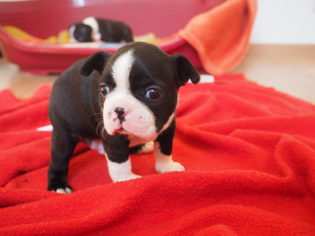 Boston Terrier Rüde Welpe zum Verkauf - Hunde - Frankfurt am Main