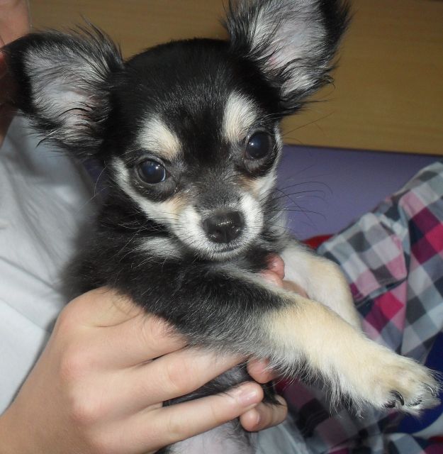 Chihuahua Welpin Sucht Neues Zuhause Tieranzeigen Net