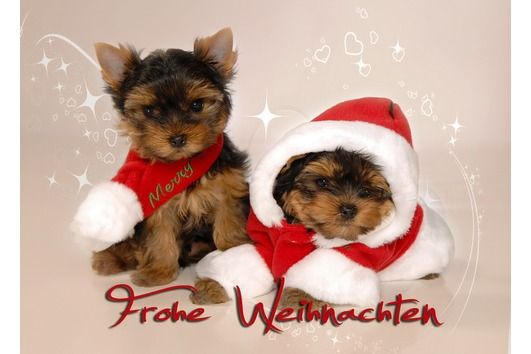 Yorkshire Terrier welpen - Hunde - 41 812 North Rhine-Westphalia - Erkelenz