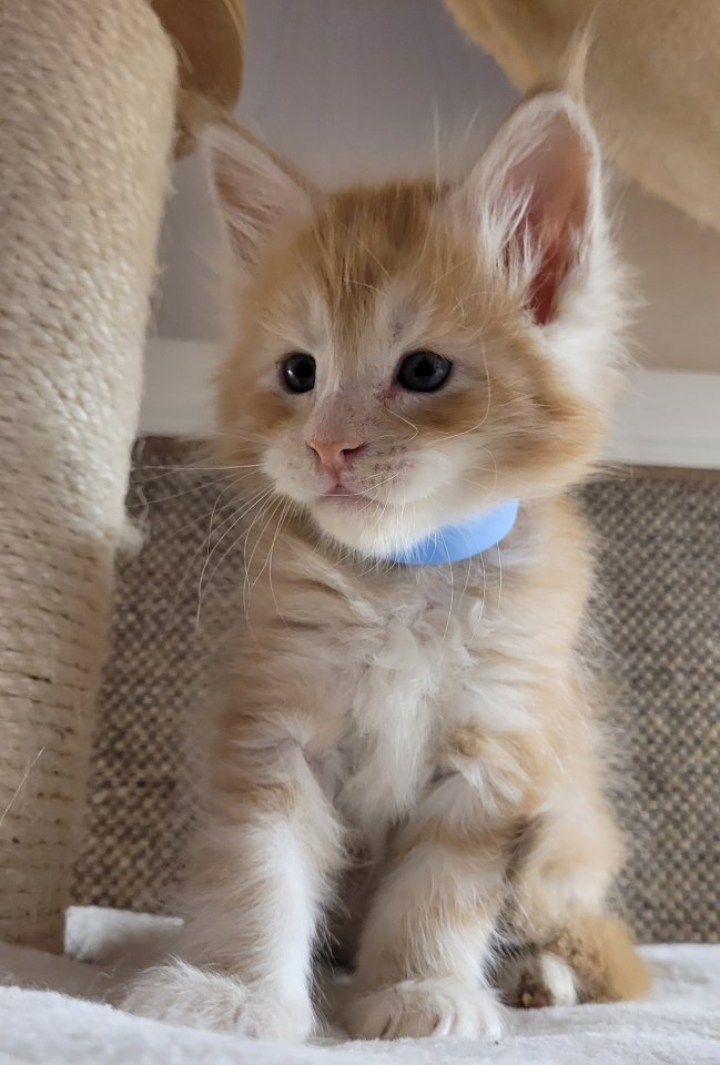 Maine Coon Kitten Katzenbaby Kätzchen Katze Kater Halle Saale Sachsen-Anhalt rot - Katzen - Halle