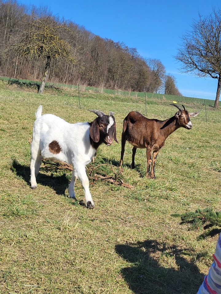 Burenziegenbock.                       . - Nutztiere - Kirchardt