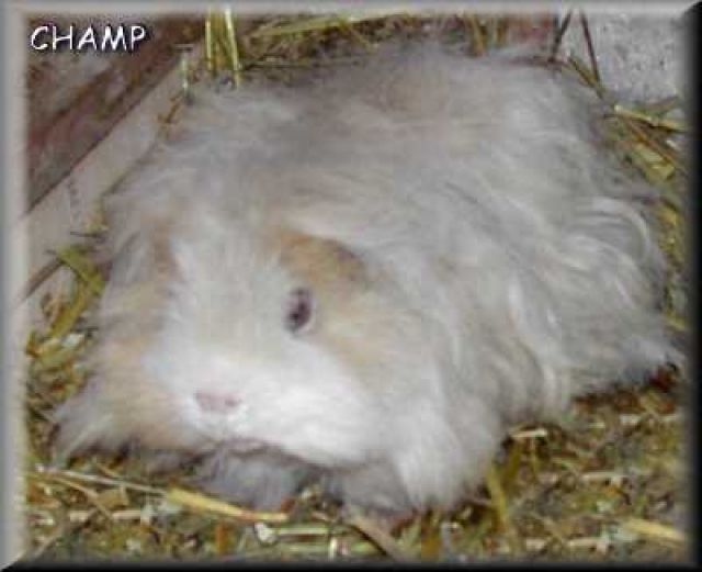 Alpaka zur Abgabe - Meerschweinchen - Bielefeld