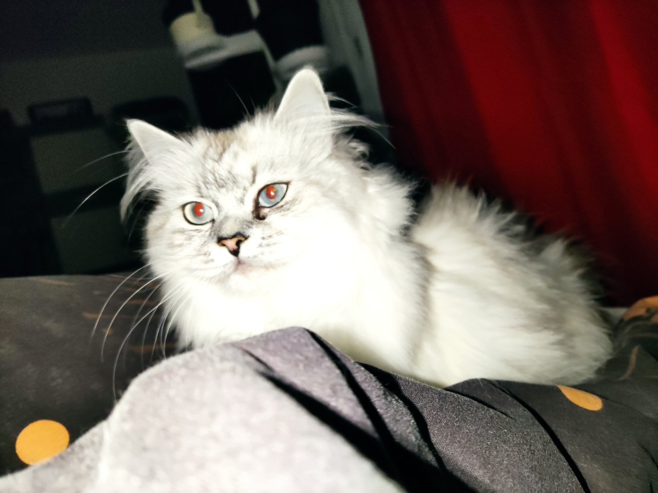 BLH Katzendame  sucht Zuhause - Katzen - Berlin