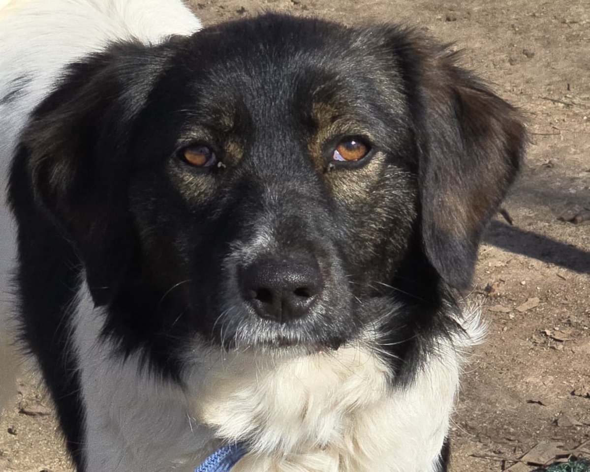 Anissa  wundervolle Wegbegleiterin - Hunde - Reckinghausen