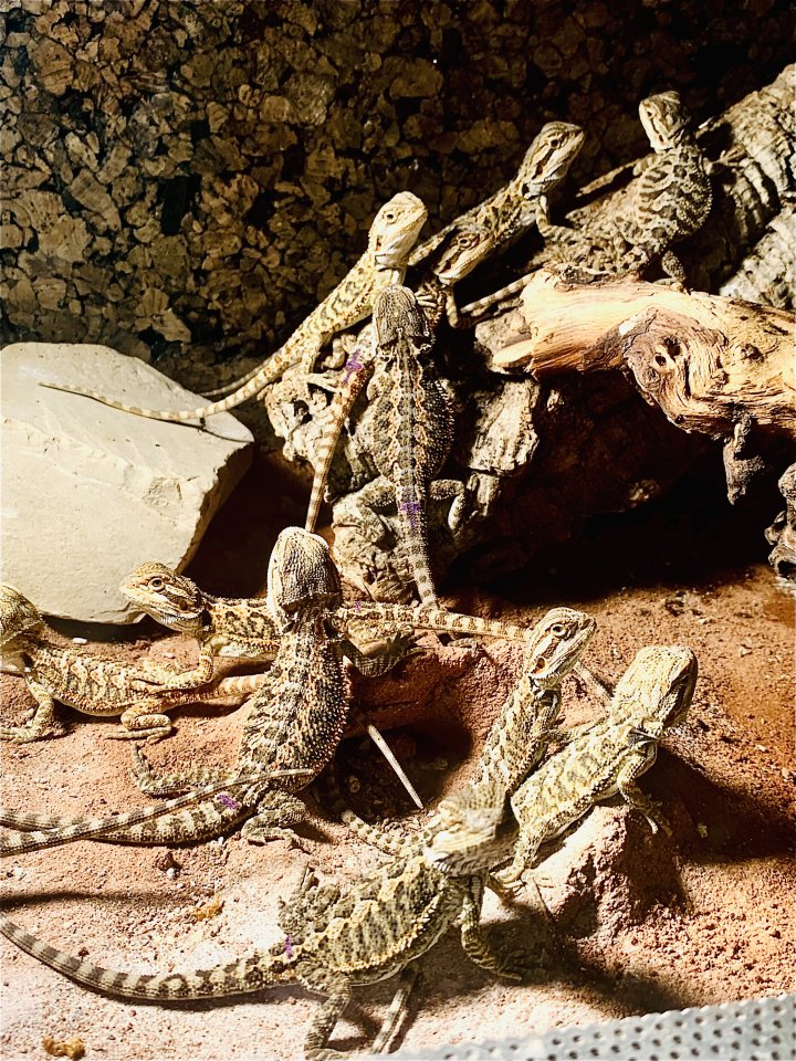 FarbBartagamen Babys - Reptilien - Gremsdorf