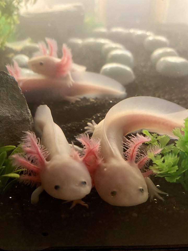 Axolotl Nachzucht in liebevolle Hände abzugeben - Sonstiges - Leipzig
