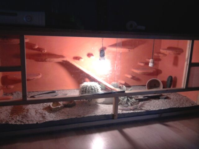 Leopardgecko Zuchtgruppe mit Terrarium - Reptilien - Neustadt