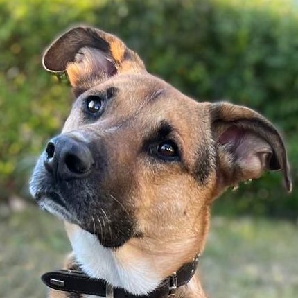 JONNY WALKER männlich 9 Jahre 59 cm 26 kg Mischling Gechipt Kastriert - Hunde - Lauf an der Pegnitz