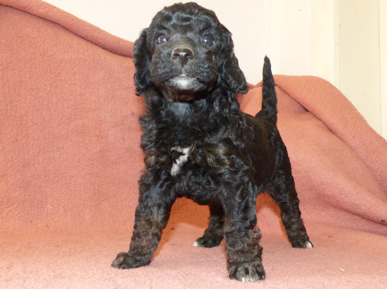 3 süße Kleinpudel Hündinnen, Pudel in Brindle, Black and Tan, Fawn mit Weiß - Hunde - Hüllhorst