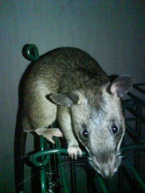 Hamsterratte zu verkaufen - Ratten - Berlin