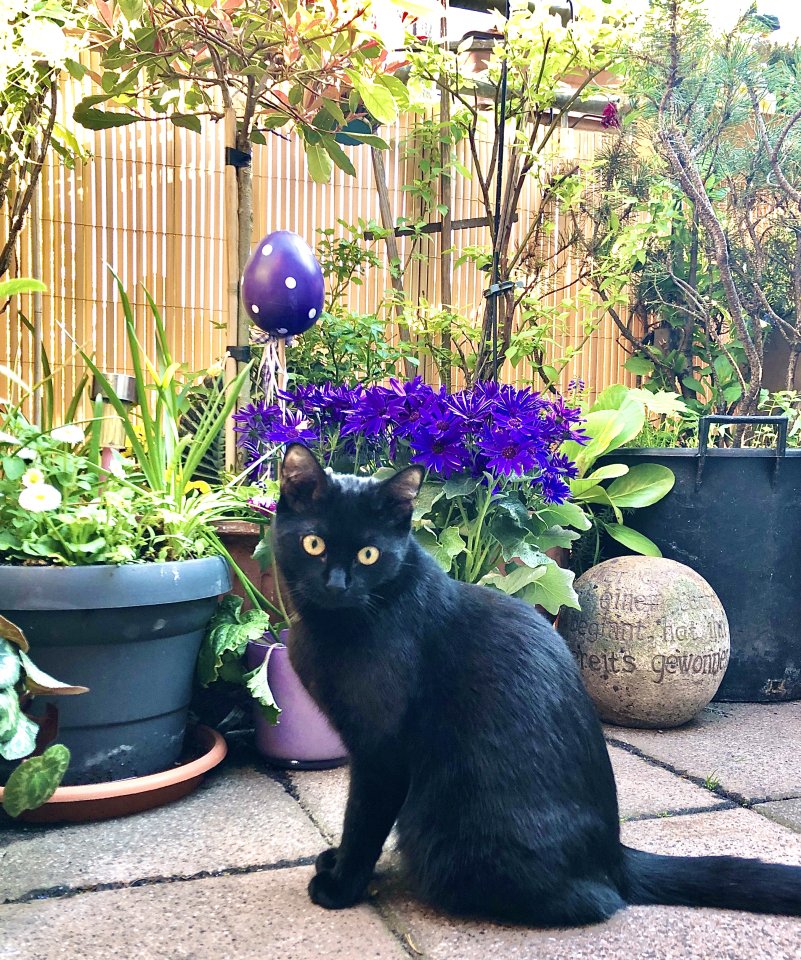 Marla - lieb und verkuschelt - Katzen - Altenhof