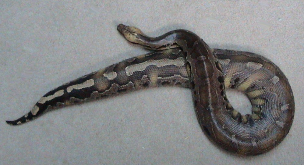 Suche 0.1 Blutpython - Reptilien - Ebersbach - Musbach
