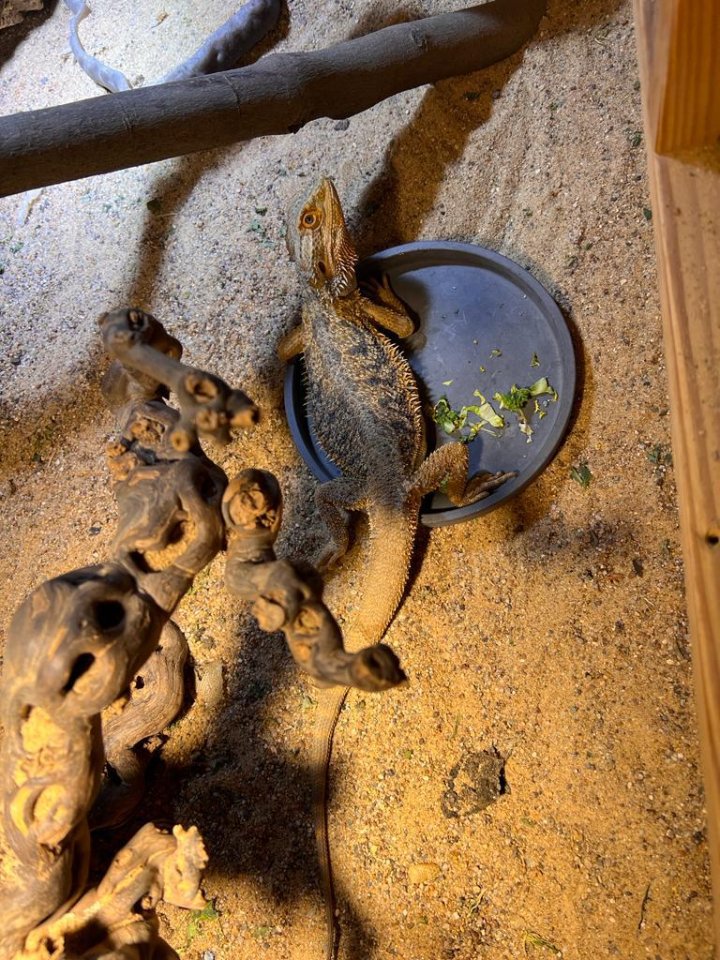 Bartagame männlich  - Reptilien - Köln