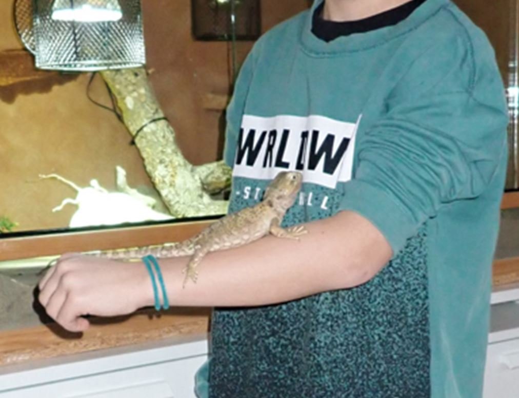 Zwergbartagame zu verkaufen - Reptilien - Allendorf