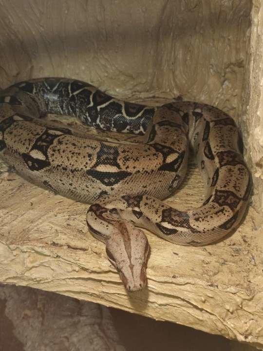 Adulte Boa C.I. Weibchen (opt. mit Terrarium) - Reptilien - Aholming