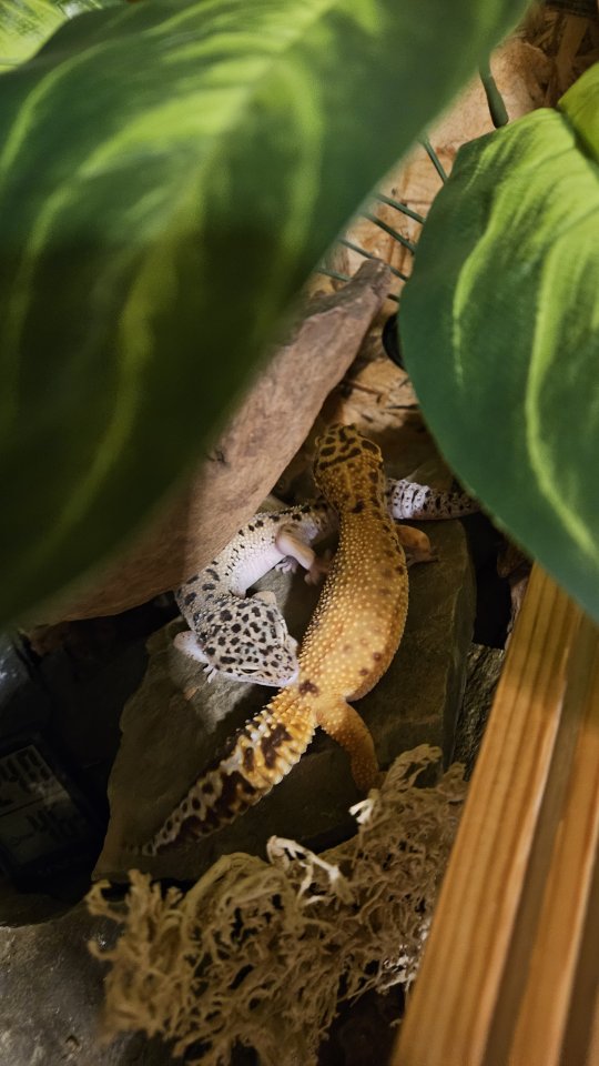 Zwei Leopardgeckos Weibchen - Reptilien - Schwelm 
