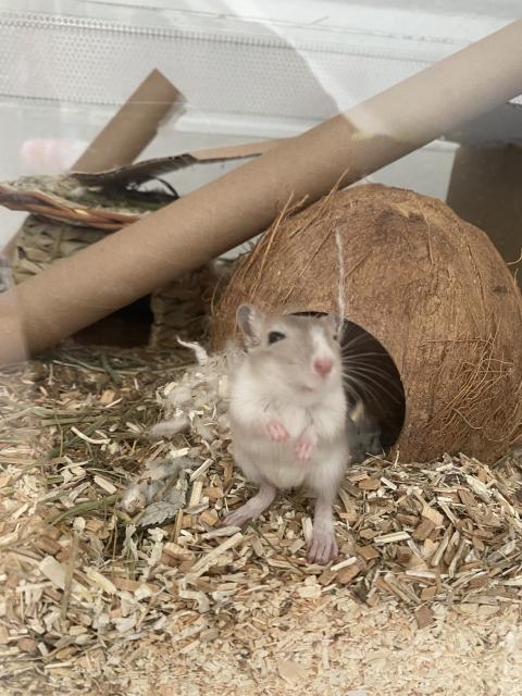 Rennmäuse inklusive Zubehör suchen liebevolles Zuhause - Maeuse - Köln