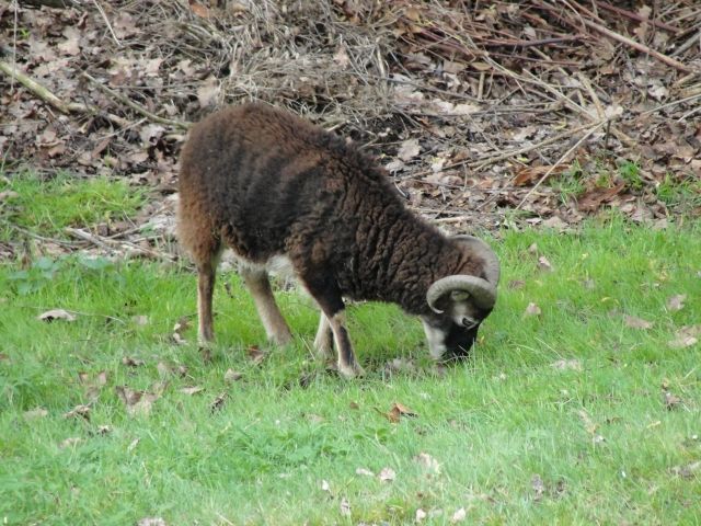 Soay Schafbock vom April 2008 zu tauschen oder auch Verkauf (120€) - Sonstige Nutztiere - Chemnitz