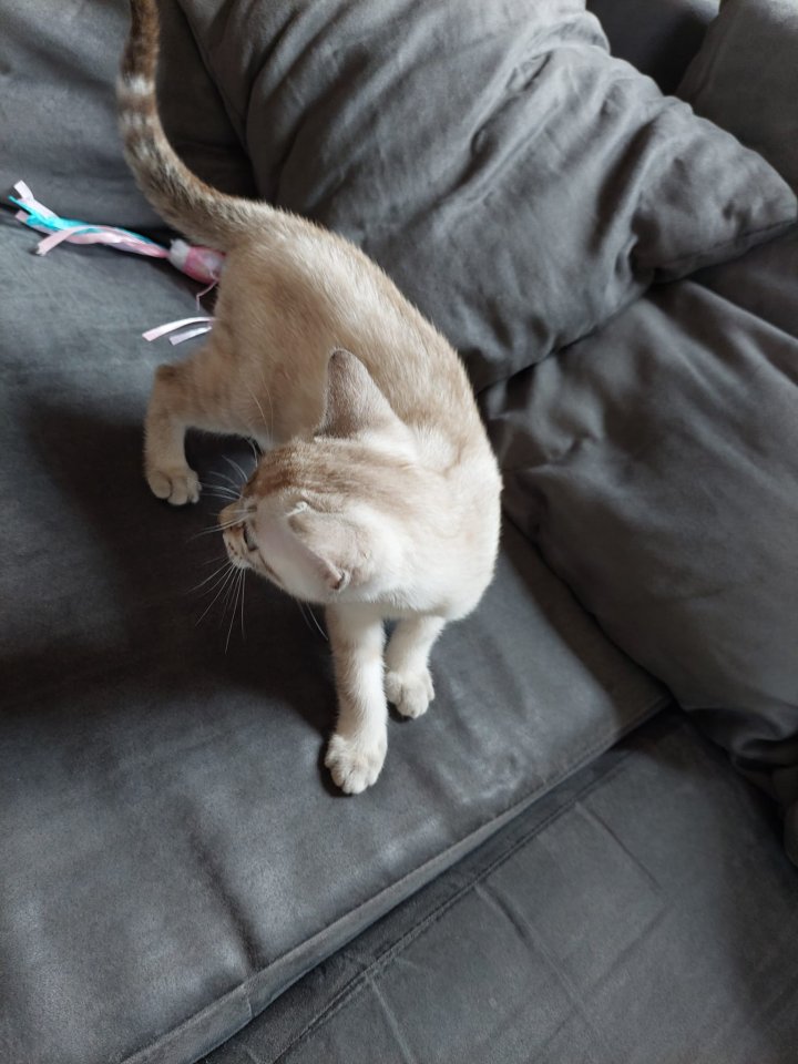 Snow Bengal, Kater (mit Kratzbaum etc.) - Katzen - Rottweil