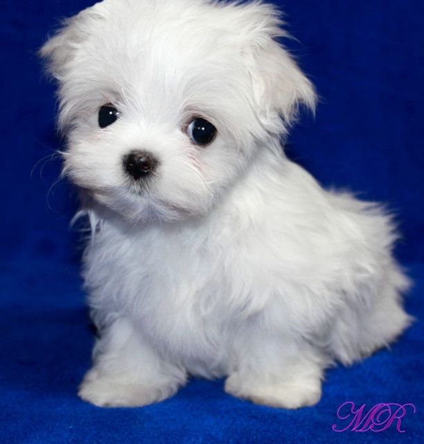 Mini Malteser Hund Welpe sebasoch