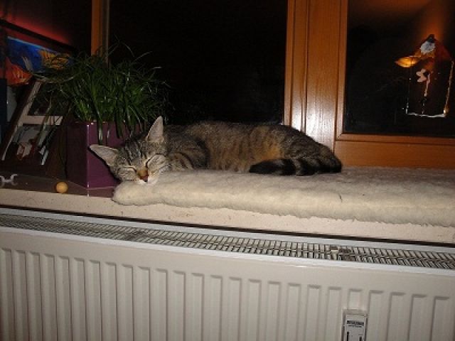 Wer will mich...? - Katzen - Neuötting