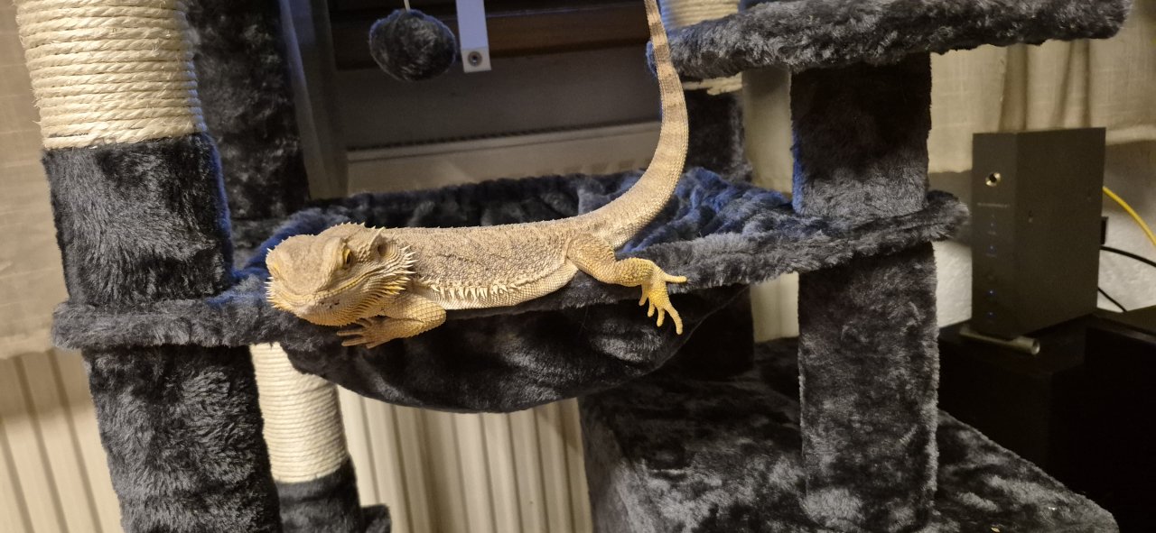 Verkaufe meine lieben bartagame - Reptilien - Wehr