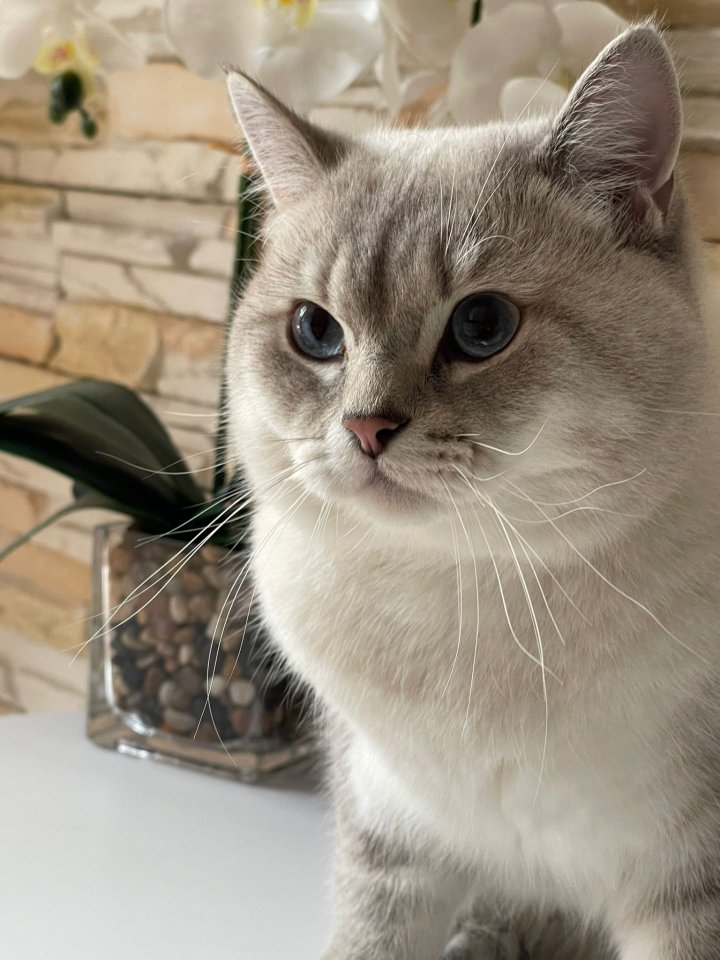 BKH Deckkater mit Stammbaum - Katzen - Neu Wulmstorf