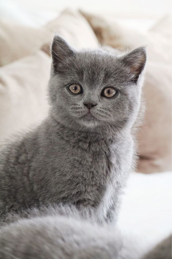 Wunderschöne BKH Kitten in der Farbe Blue & Lilac - Katzen - Plochingen