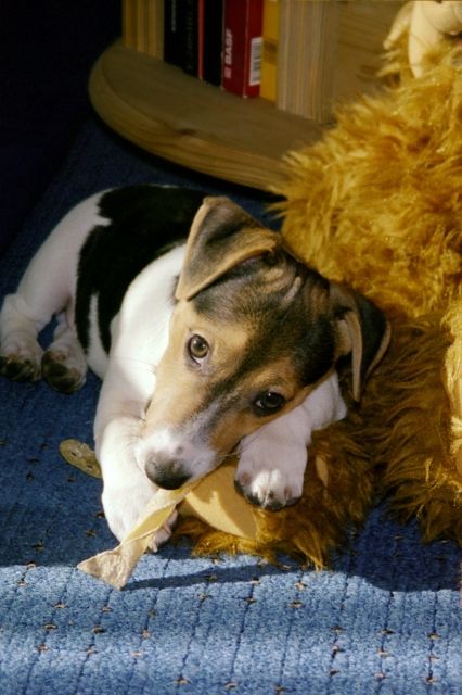 Informationen zur Kombi Hundeversicherung - Zubehoer für Haustiere - Berlin
