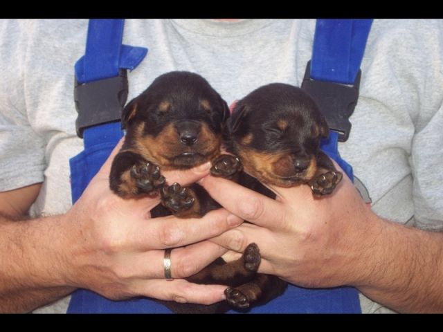 Rottiwelpen reinrassig Ende Dezember abzugeben - Hunde - Niedergebra
