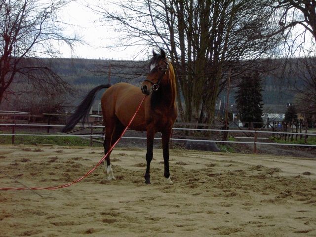 Biete Reitbeteiligung - Reitbeteiligung - Jülich