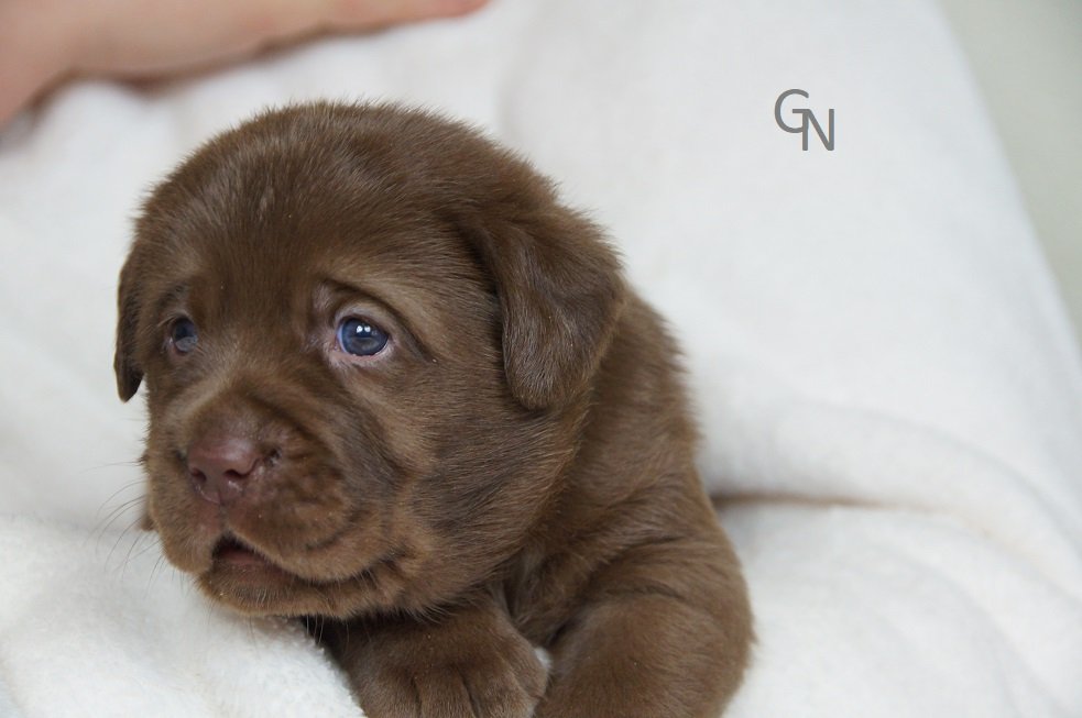 Labrador Welpen braun 