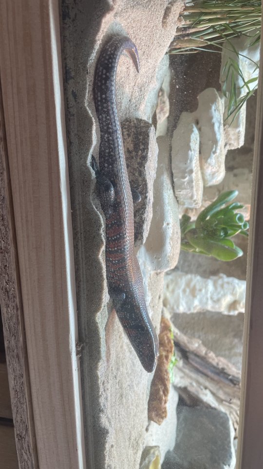Feuerskink (Riopa Fernandi) abzugeben - Reptilien - Oldenburg