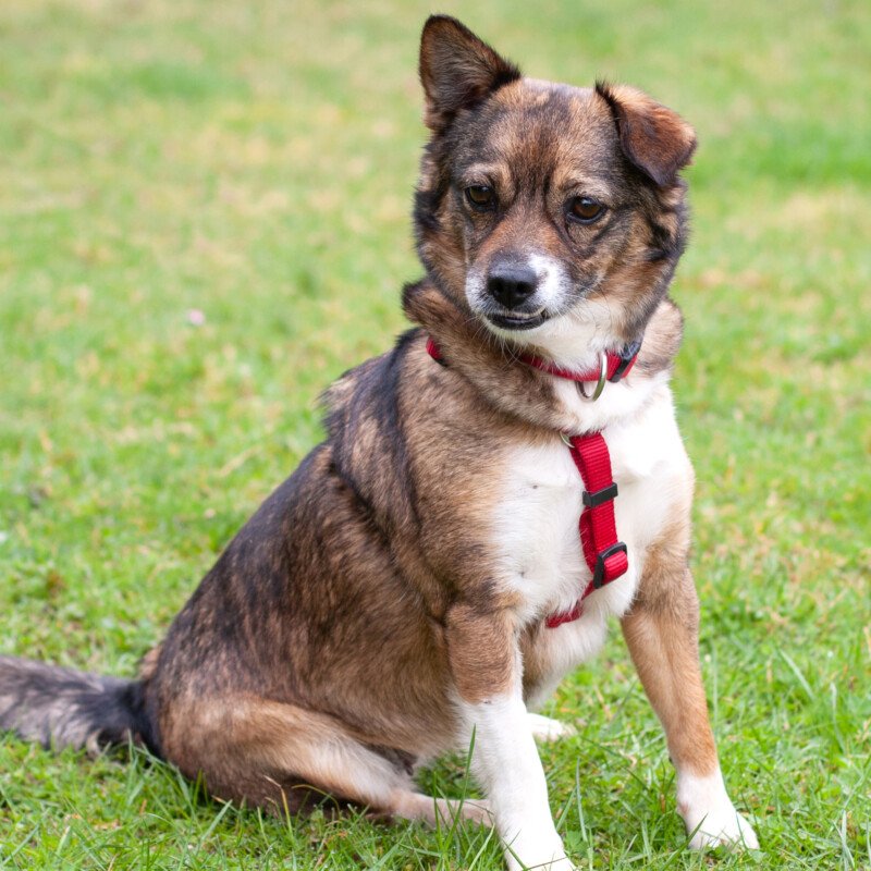 JESSICA - weiblich  3 Jahre  35 cm  8 kg  Mix  Gechipt  Kastriert - Hunde - Lauf an der Pegnitz