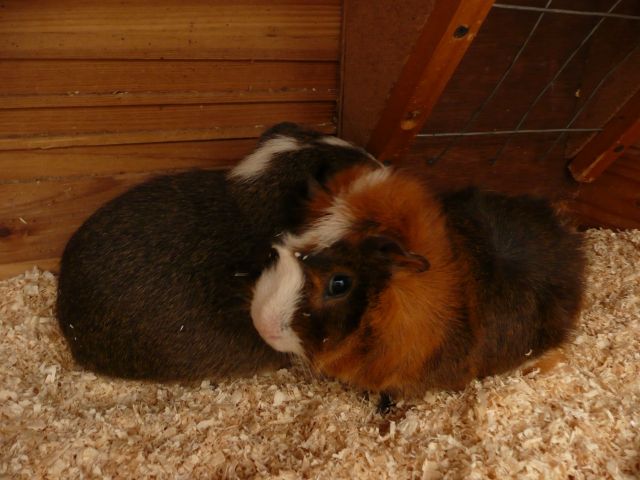 Meerschweinchen-Kumpel - Meerschweinchen - Ürzig