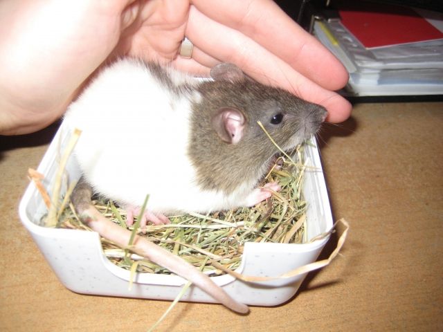 Ratte abzugeben - Ratten - Calberlah