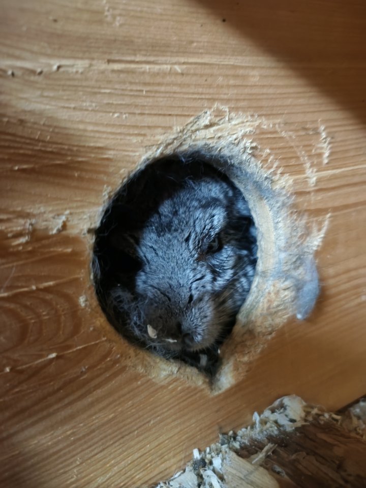 Gutes zuhause für Chinchilla Männchen gesucht - Nagetiere - Geismar