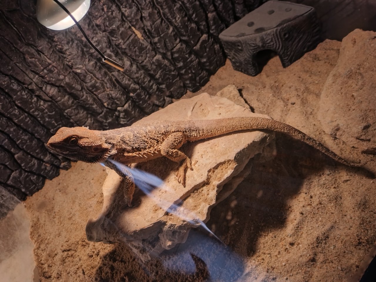 Bartagame Frau oder Man am liebste beide - Reptilien - Argenthal