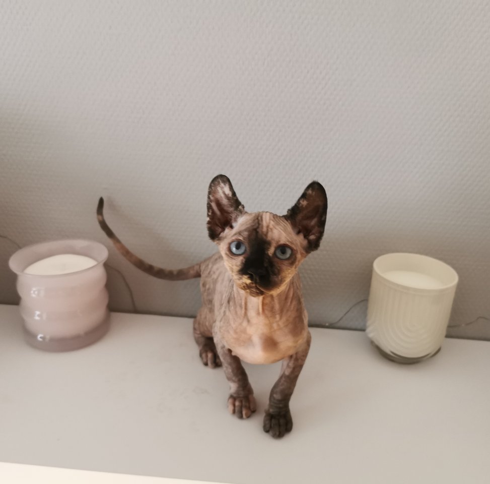 Sphynx Kätzchen zu verkaufen - Katzen - Hürth