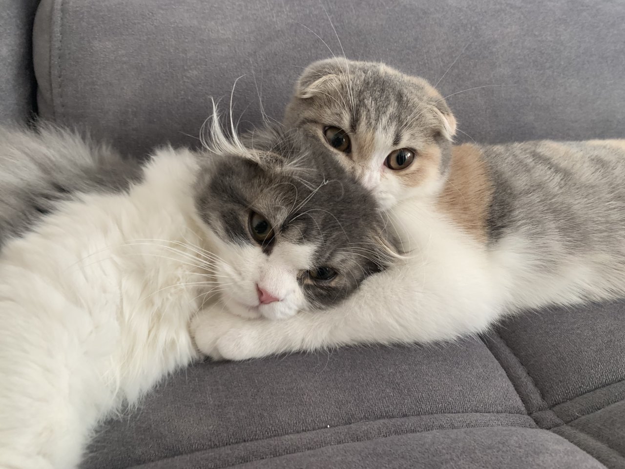 Geschwisterpärchen Bkh und Blh - Katzen - Nürnberg