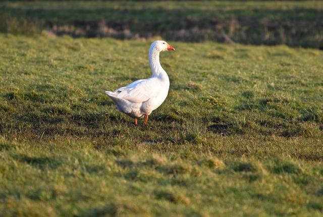 Nachgezüchtete schöne robuste Diepholzer  Gänse Jungtiere, lebensfroh munter fit - Nutztiere - Laupheim
