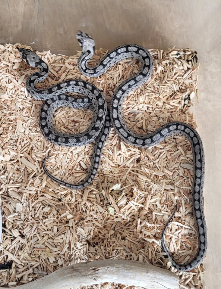 NZen Rhinechis scalaris (Treppennatter) - Reptilien - Berlin