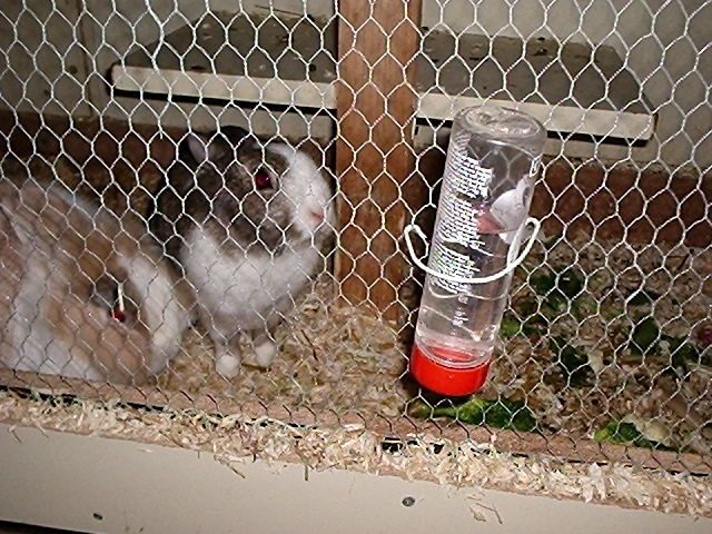 Löwenköpfchenpäärchen zu verschenken,Weibchen zu verschenken - Tiere In Not - Tönisvorst
