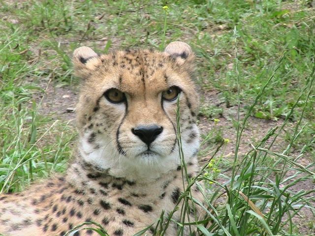 Www.exoticalpets.de - Sonst Nagetiere - Holzhausen
