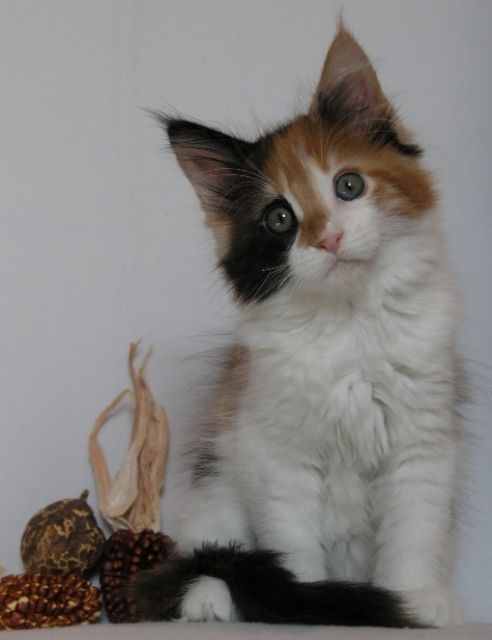 Maine Coon Kitten - Katzen - Wiesbaden